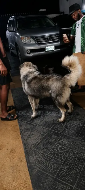1-3 months Male Mixed Breed Caucasian Shepherd