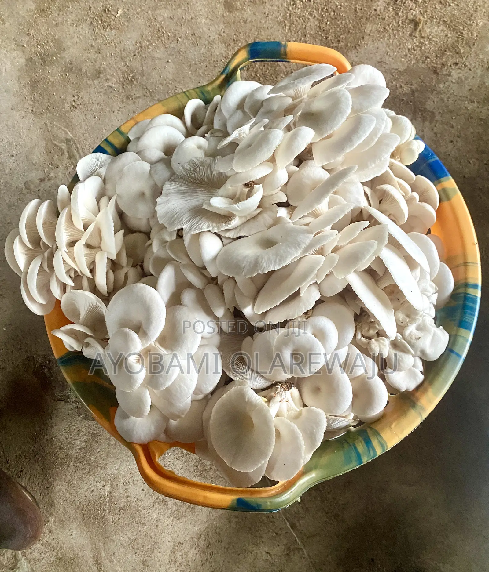 Mushroom Seed/Spawn