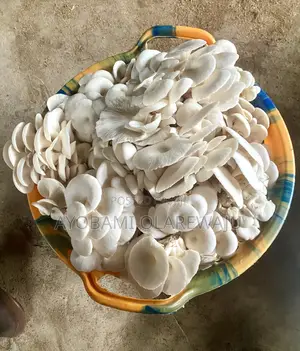 Mushroom Seed/Spawn