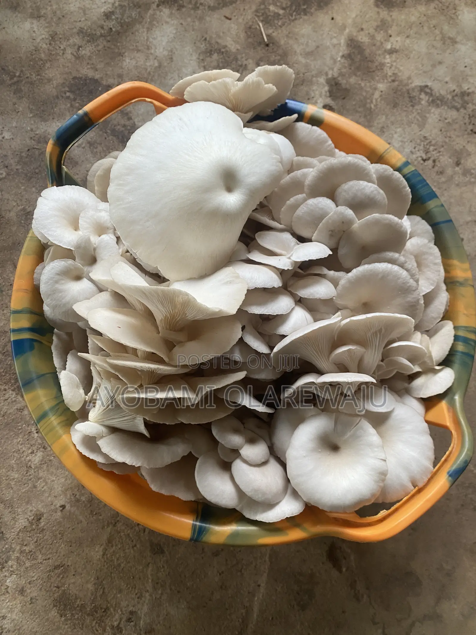Mushroom Seed/Spawn