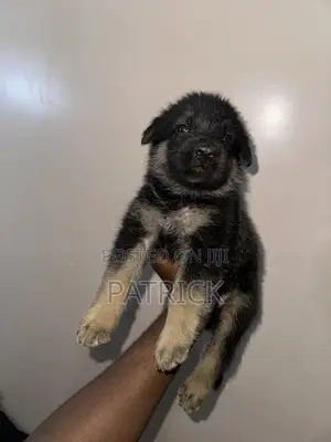 1-3 months Male Mixed Breed German Shepherd