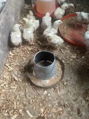 2 Weeks Old Broiler Chicks for Sale