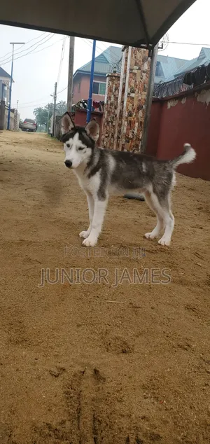 3-6 months Male Purebred Siberian Husky
