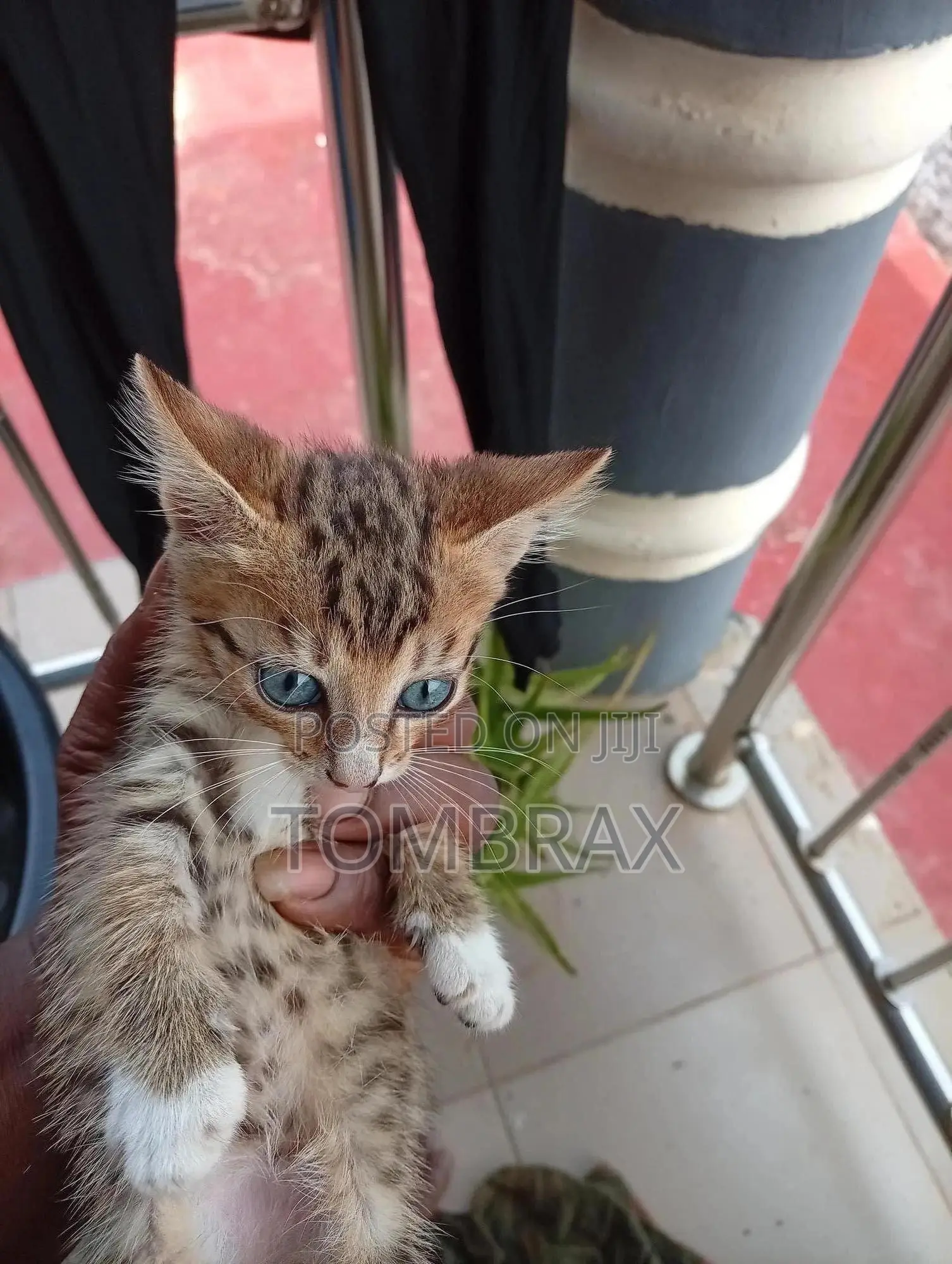 1-3 months Male Mixed Breed Cat