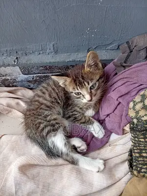 1-3 months Male Mixed Breed Cat
