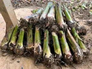 Hybrid Plantain Suckers