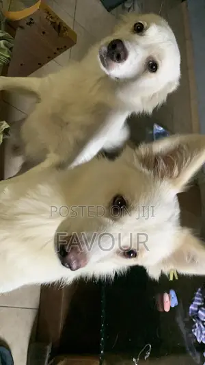 6-12 months Male Purebred American Eskimo