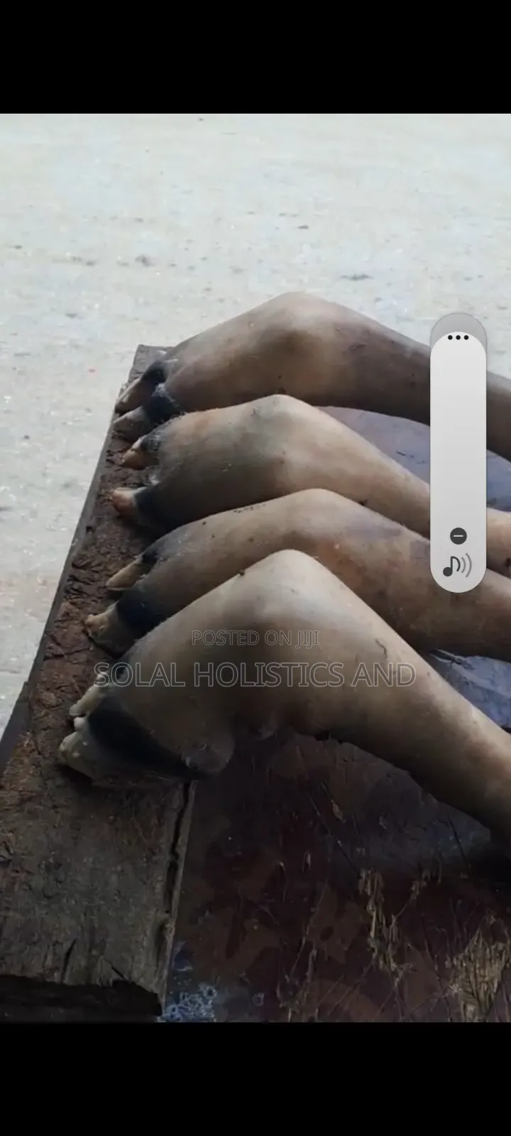 Cow's Legs (Bokoto)