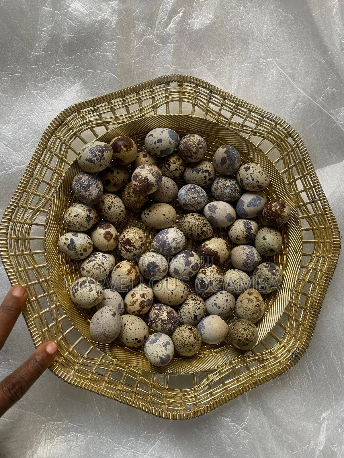 Premium Quail Eggs
