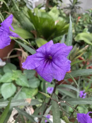 Live Petunia Flower Plant | Blooming Plant for Home Garden Lagos