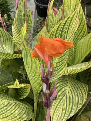Live Variegated Canna Lily Plant | Tropical Plant in Lagos, Nigeria
