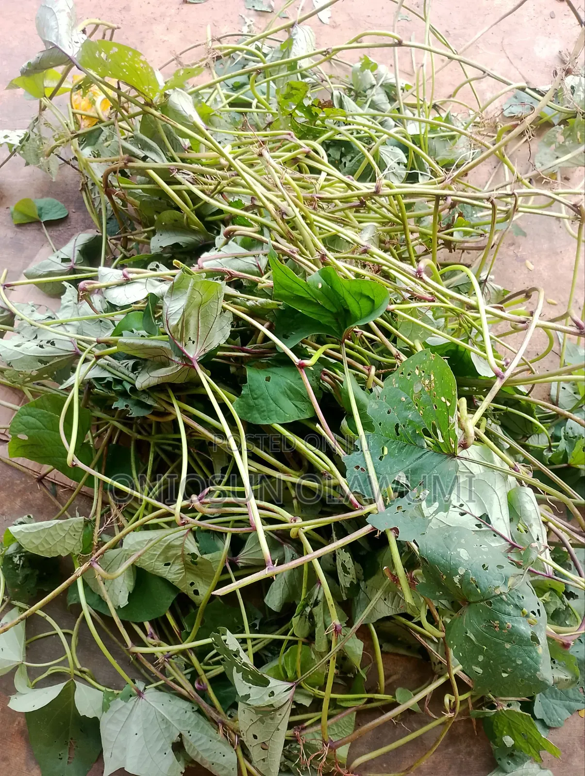 Potato Vine