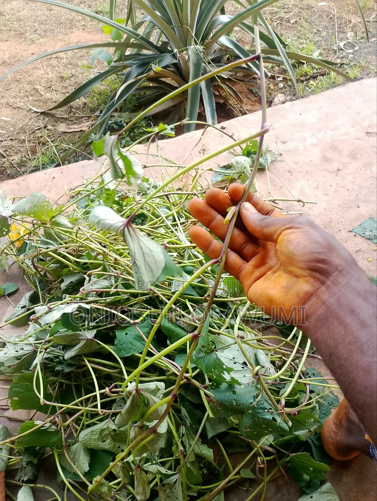 Potato Vine