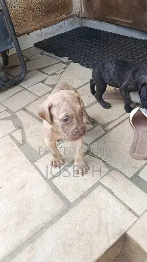1-3 months Female Purebred Boerboel