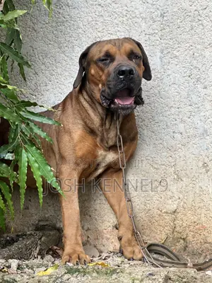 1+ year Male Purebred Boerboel