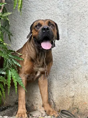1+ year Male Purebred Boerboel