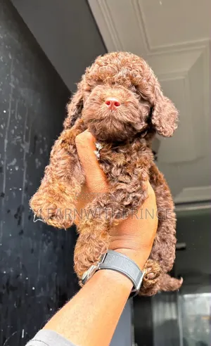 1-3 months Male Purebred Poodle