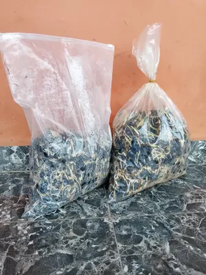 Pure Malaysia Supergen Seeds