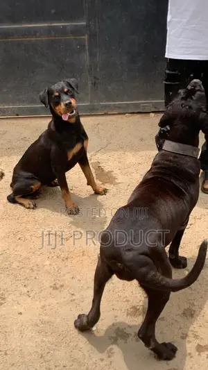 6-12 months Female Purebred Rottweiler