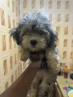 1-3 months Female Purebred Lhasa Apso