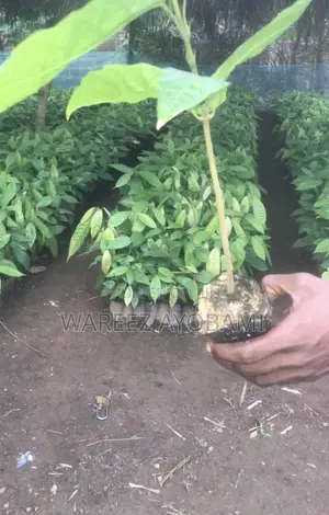 Cocoa Seedlings
