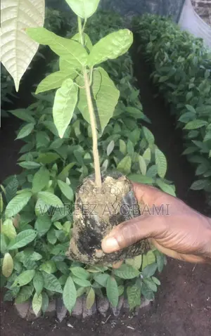 Cocoa Seedlings