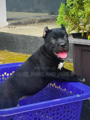 1-3 months Male Purebred Cane Corso
