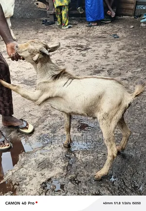 Life Goats Rams and Cows for Sale