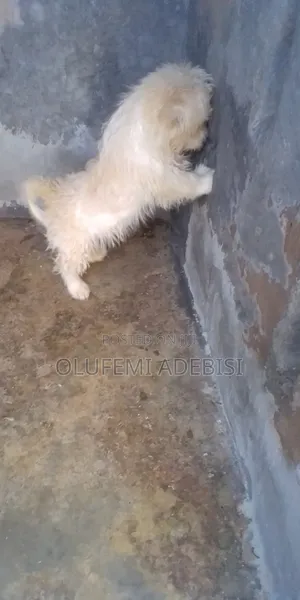 3-6 months Male Purebred Lhasa Apso
