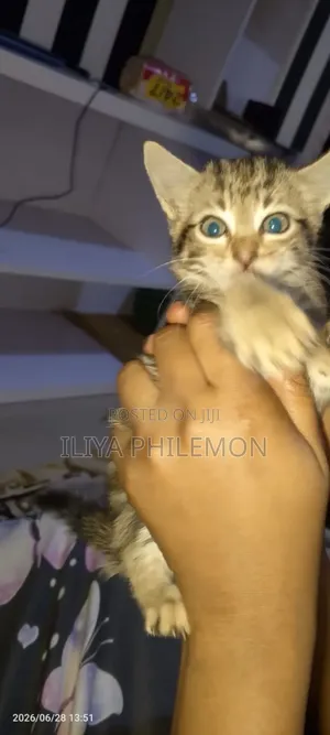 1-3 months Female Purebred American Shorthair