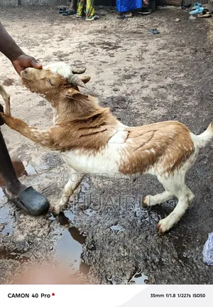 Native Goats for Sale