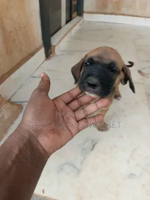1-3 months Male Purebred Boerboel