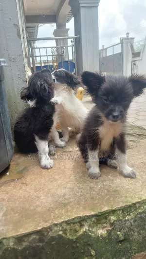 1-3 months Female Mixed Breed Dog