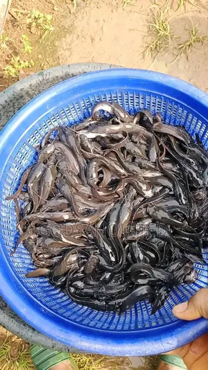 Standard Juveniles