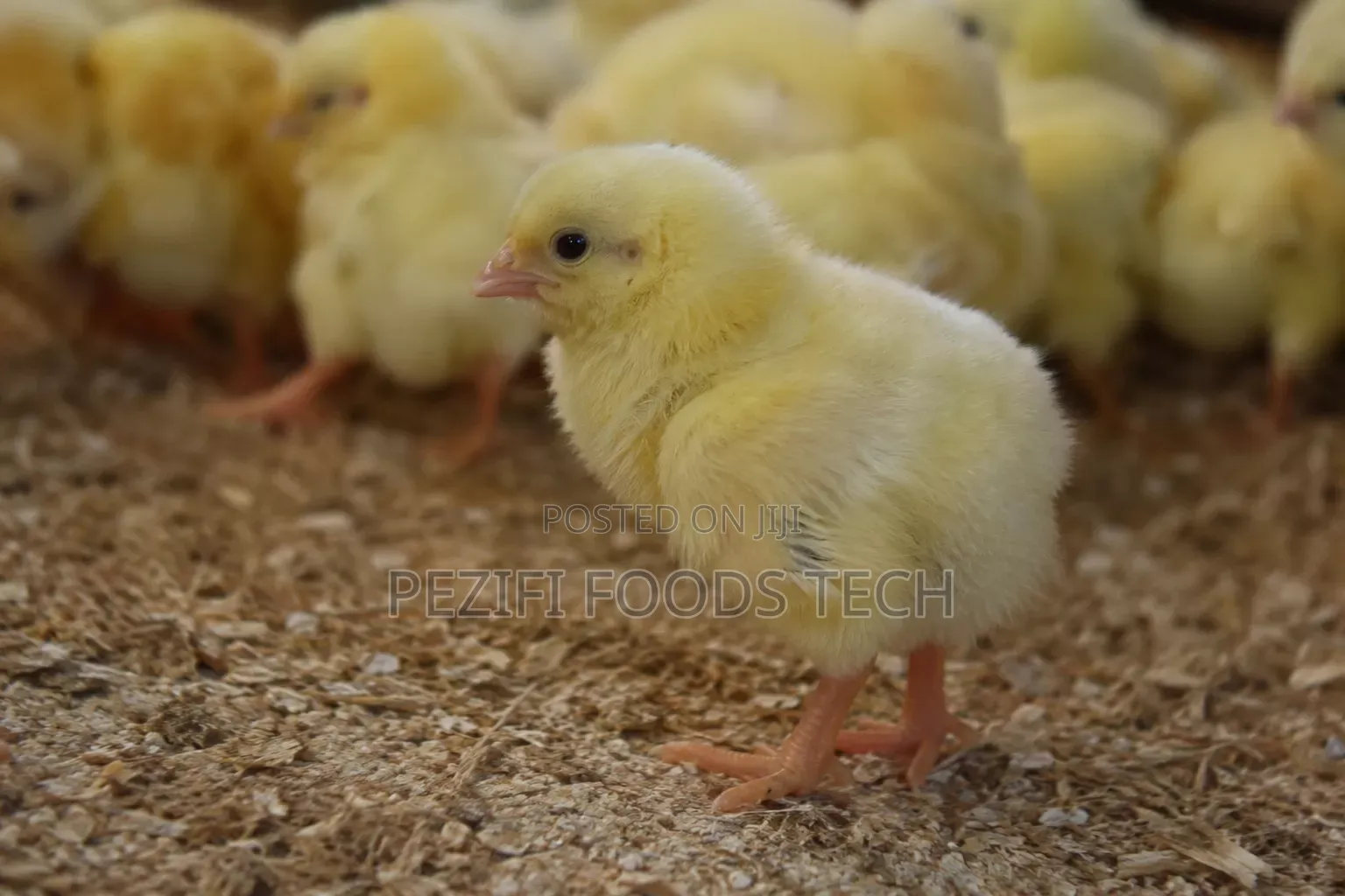 Day Old Chicken