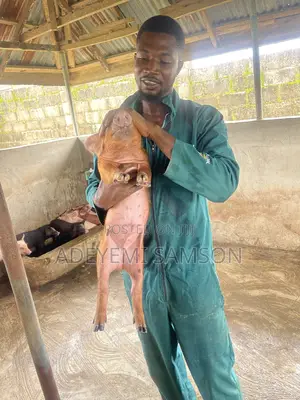 Piglets (Weaner)
