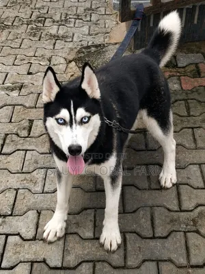 1+ year Female Purebred Siberian Husky