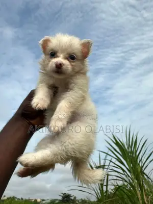 1-3 months Female Purebred American Eskimo
