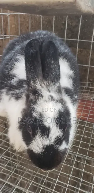 Organically Raised Meat Rabbits