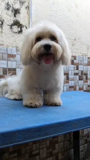 1+ year Male Purebred Lhasa Apso
