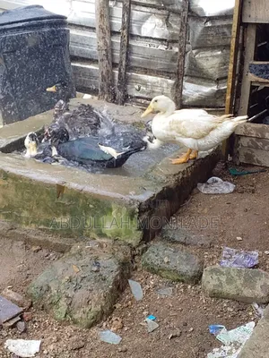 Backyard Pekin Ducks Adult Ducks