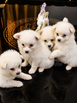 1-3 months Female Purebred American Eskimo