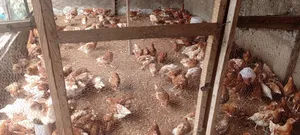 Organic Raised 12 Weeks Old Point of Cage Laying Birds.