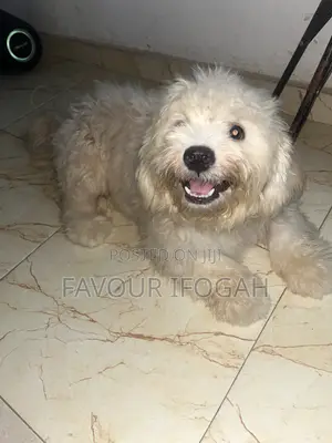 6-12 months Female Purebred Lhasa Apso