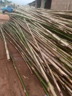 Oshotp Thick Long Bamboo