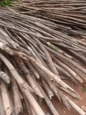 Oshotp Thick Long Bamboo