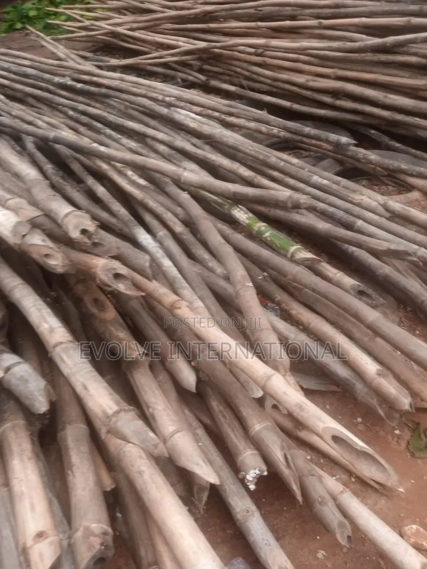 Oshotp Thick Long Bamboo