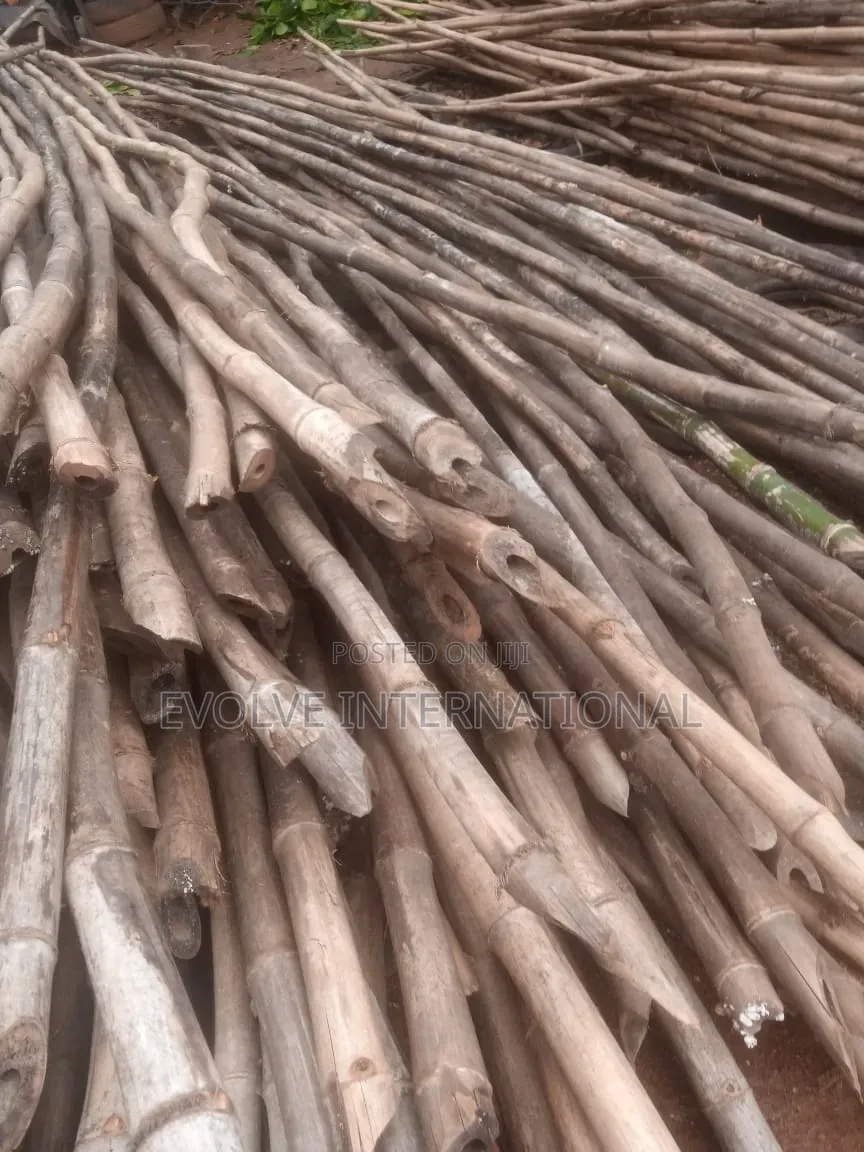 Oshotp Thick Long Bamboo