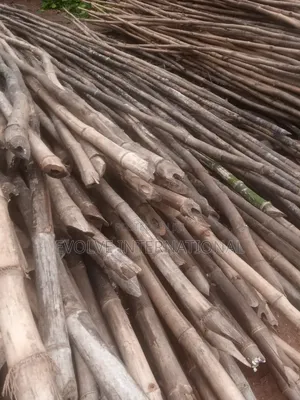 Oshotp Thick Long Bamboo