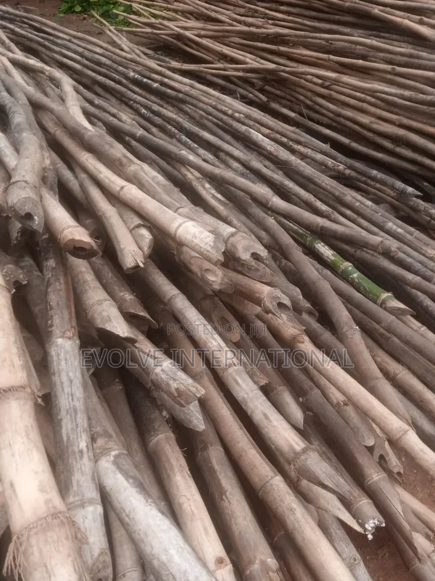 Oshotp Thick Long Bamboo